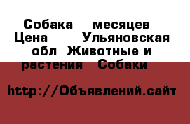 Собака 10 месяцев › Цена ­ 0 - Ульяновская обл. Животные и растения » Собаки   